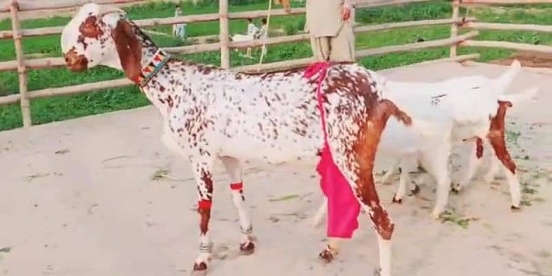 bakri for sale bacchon wali 03207375837 1