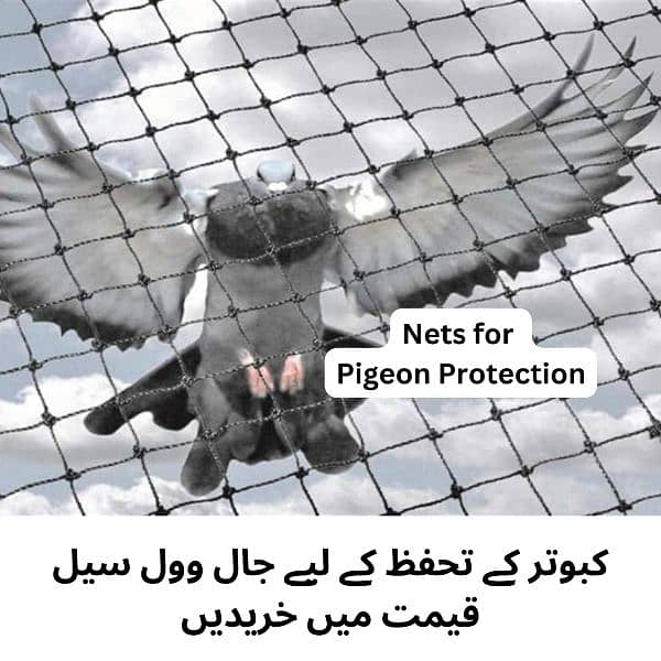 Cricket Net, Anti Birds Protection Net, & Grass 6