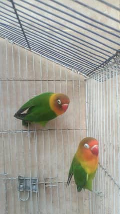 Fisher parrots Males 0