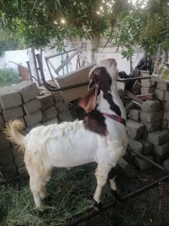 bakra