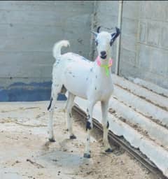 pure Barbari Tapra Bakra breader