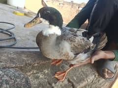 one male three female ducks for sale