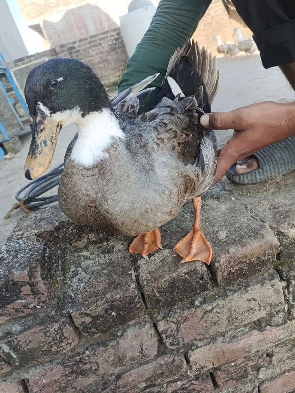 one male three female ducks for sale 1