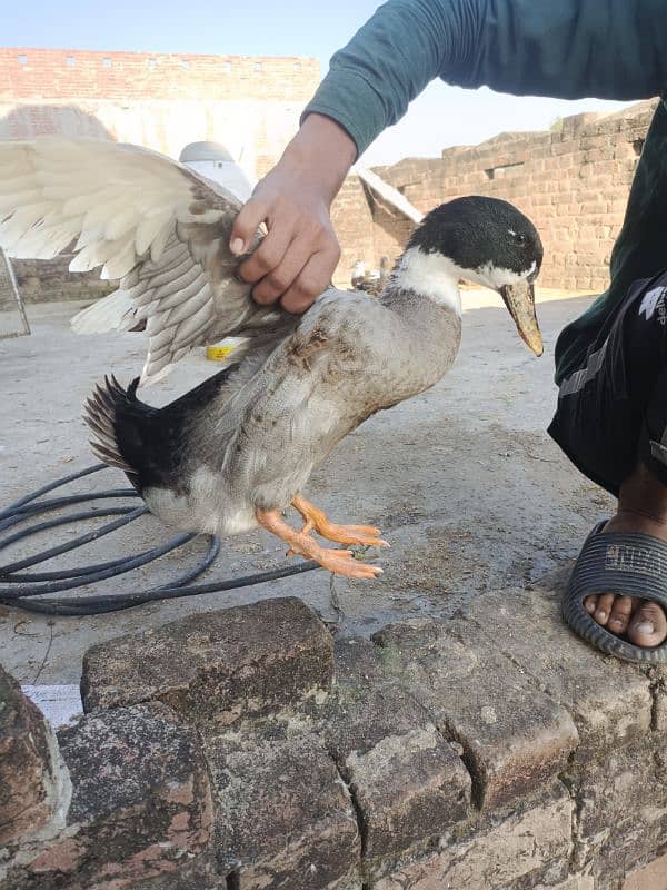 one male three female ducks for sale 2