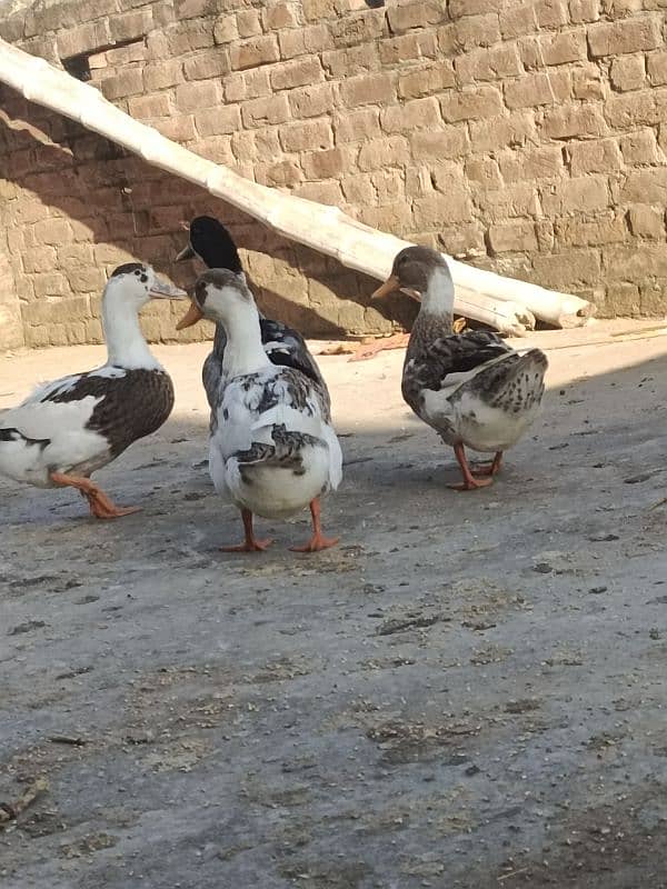 one male three female ducks for sale 4