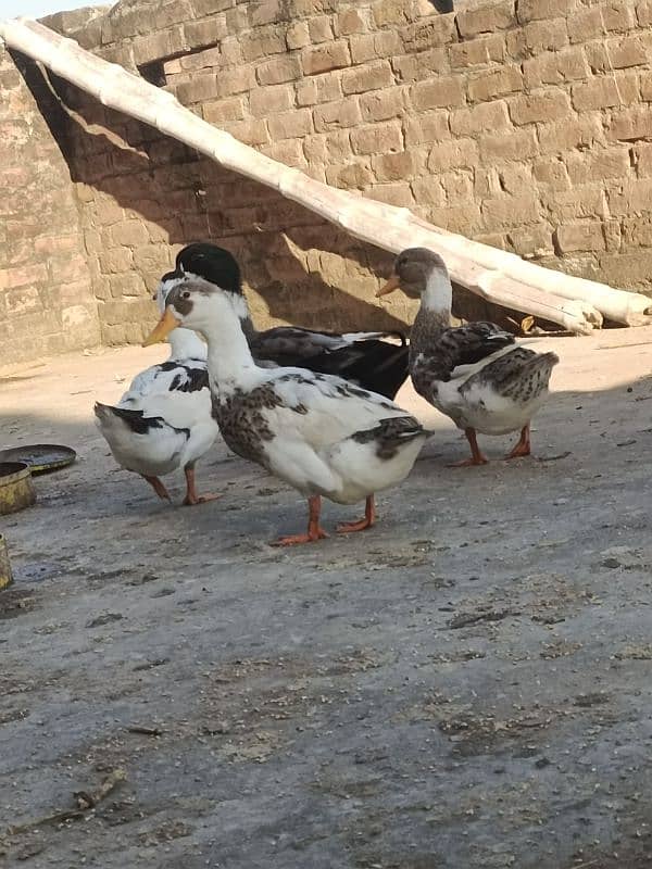 one male three female ducks for sale 5