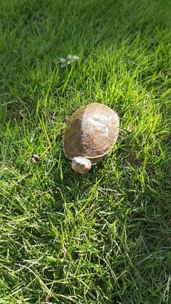 Turtle with small aquarium