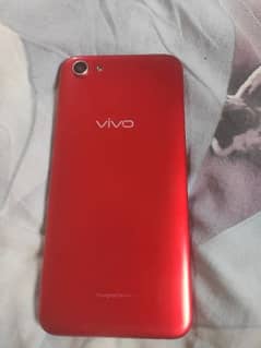 vivo