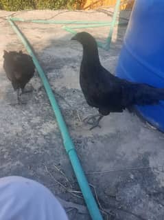 Ayam cemani  gray tong   4 piece