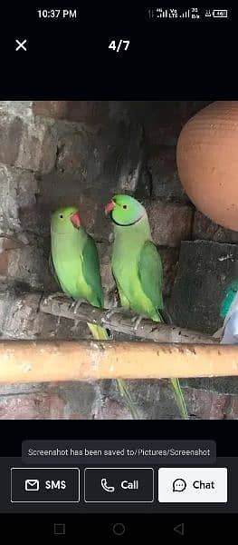 Green Breeder pair 0