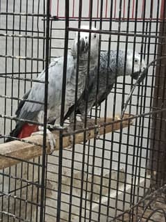 grey parrot breader pair