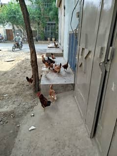 2 roostar and 10 hens sb hens eggs de rahe ha