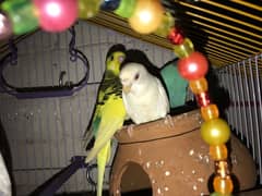 6 budgie parrots with Cage