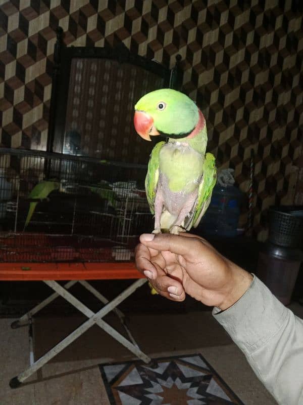 raw parrot 0