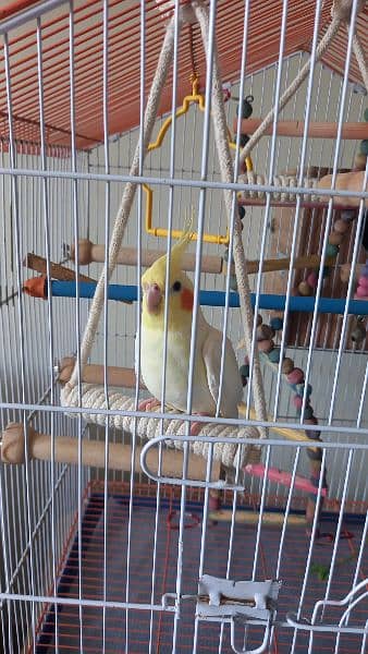 Cockteils Cream pair parrots and cage for sell-off 2