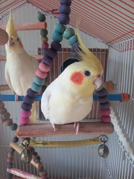 Cockteils Cream pair parrots and cage for sell-off 4