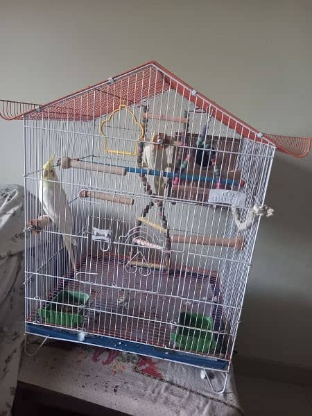 Cockteils Cream pair parrots and cage for sell-off 5