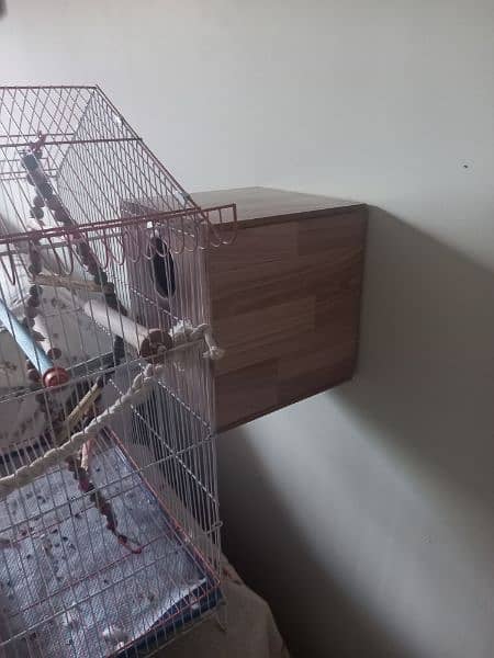 Cockteils Cream pair parrots and cage for sell-off 7