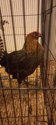 Golden Misri 6 month hen