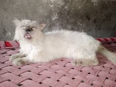 Cat Available 0