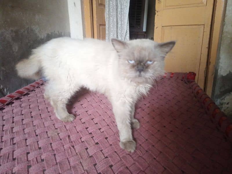 Cat Available 1