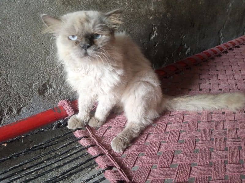 Cat Available 2