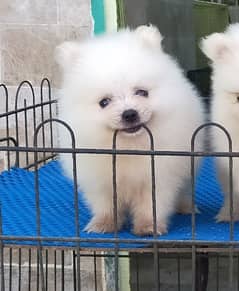 Pomeranian puppy 0