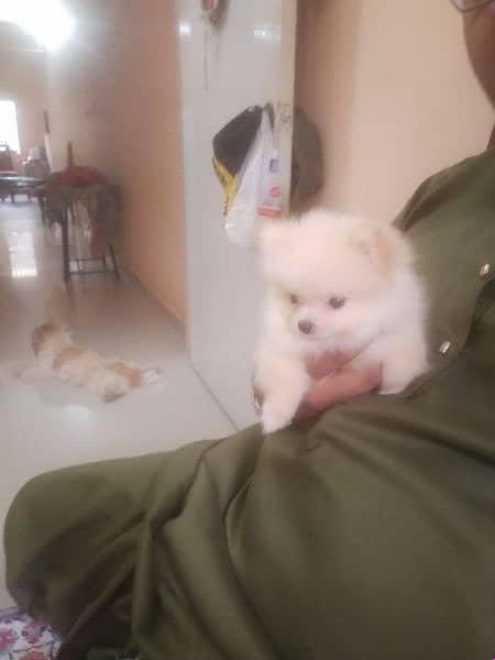 Pomeranian puppy 1