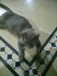 chartreux