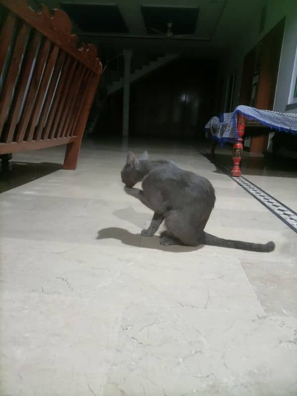 chartreux cat 2