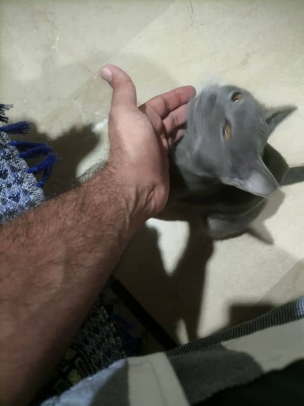 chartreux cat 7