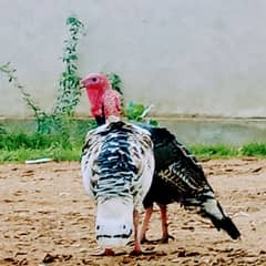 Turkey Bird breeder pair