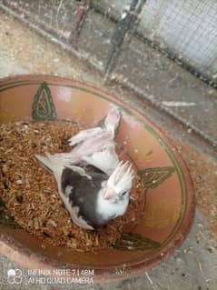 cocktail Eno or white face chicks or 2 adult male available hai