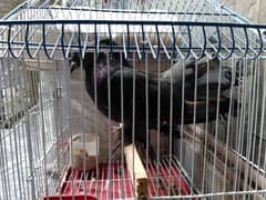 Black pigeon for sale 0