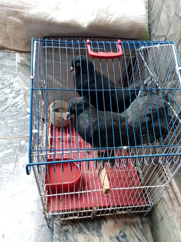 Black pigeon for sale 1