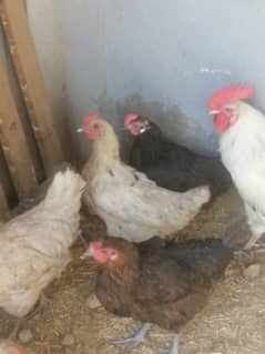 golden misri egg laying hens