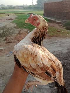 Hen Mianwali bread