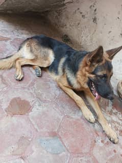 my dog for sale my contact number 03017996000