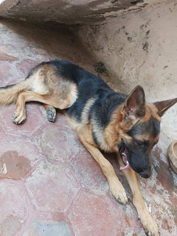 my dog for sale my contact number 03017996000 1