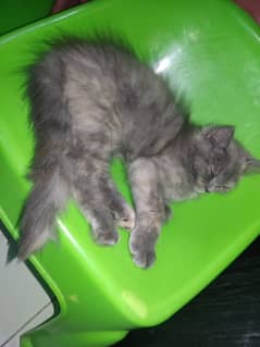 Persian triple cotted female kittens for sale