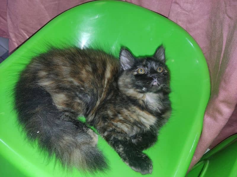 Persian triple cotted female kittens for sale 1