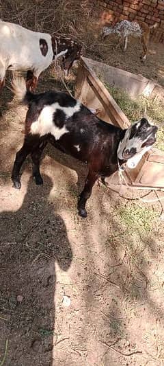 goat for sale