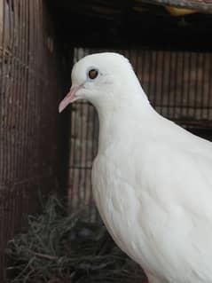 Doves Pair , White, Gray and peach Colored