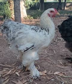 Brahma Heavy Buff Cochin