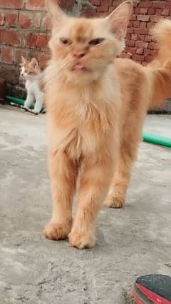 orange Persian pregnant cat 0