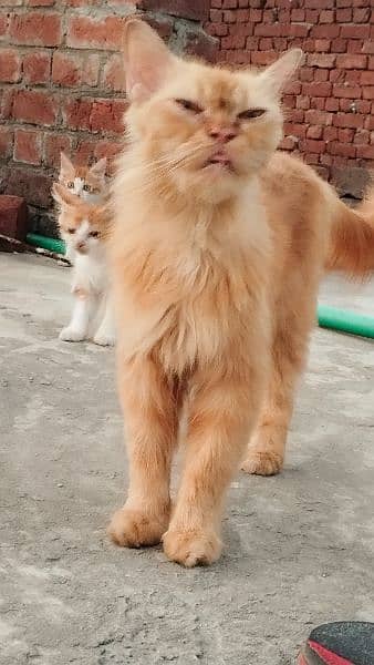 orange Persian pregnant cat 1