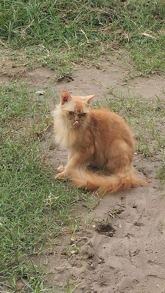 orange Persian pregnant cat 2