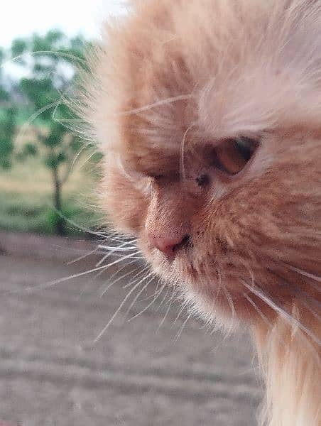 orange Persian pregnant cat 3