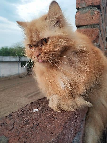 orange Persian pregnant cat 4