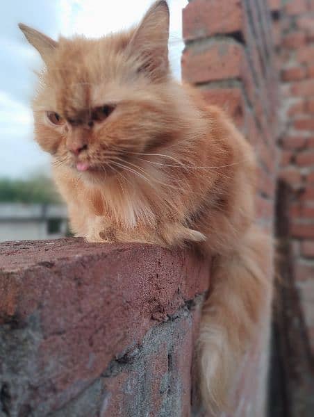 orange Persian pregnant cat 5